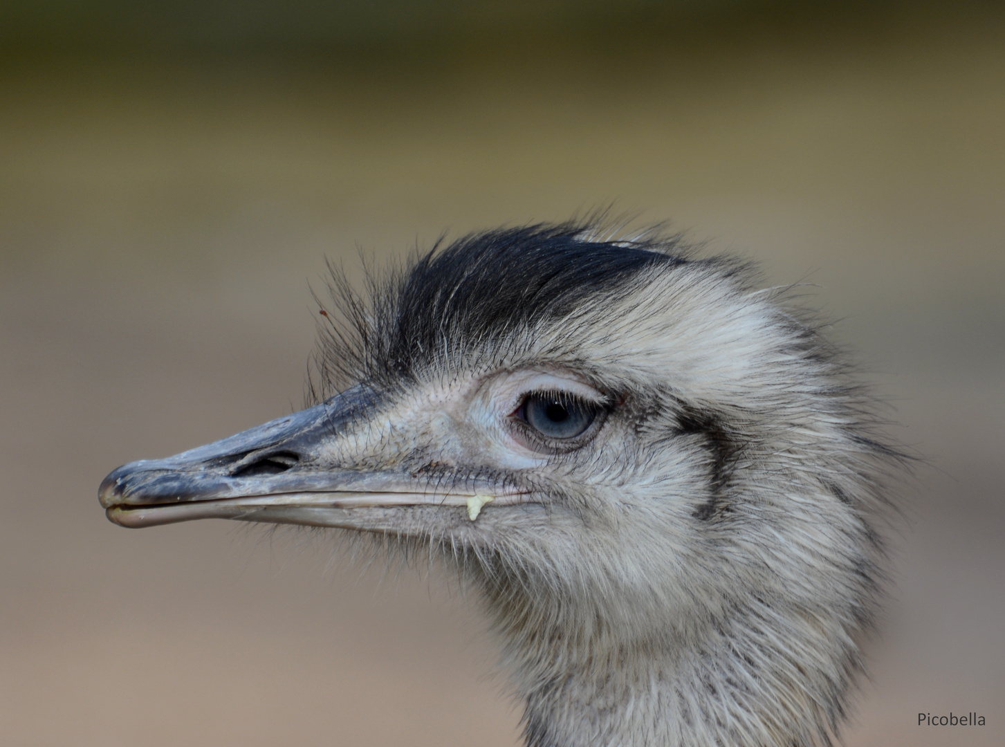 Ne Besuch im Zoo oh oh oh