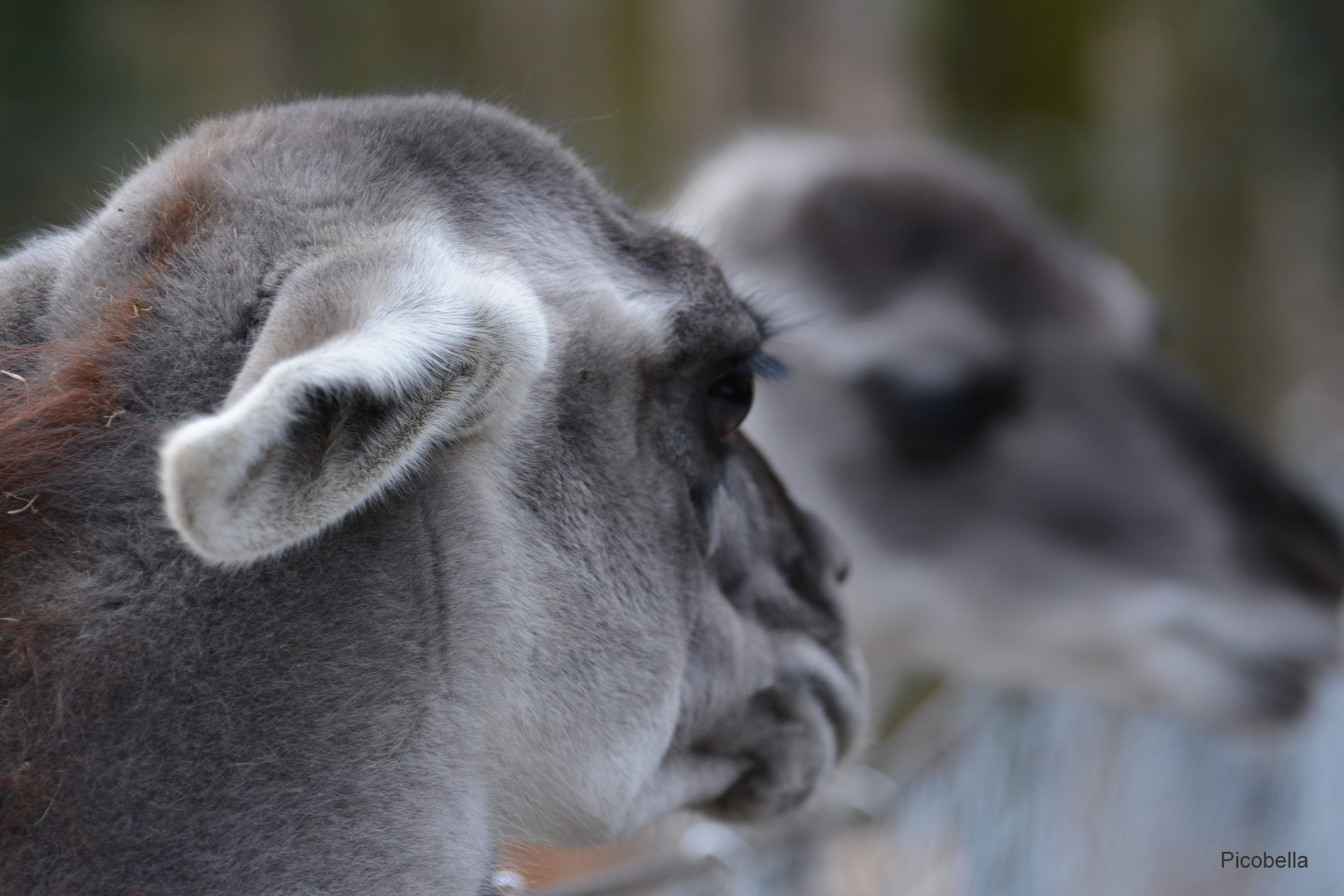 Ne Besuch im Zoo oh oh oh