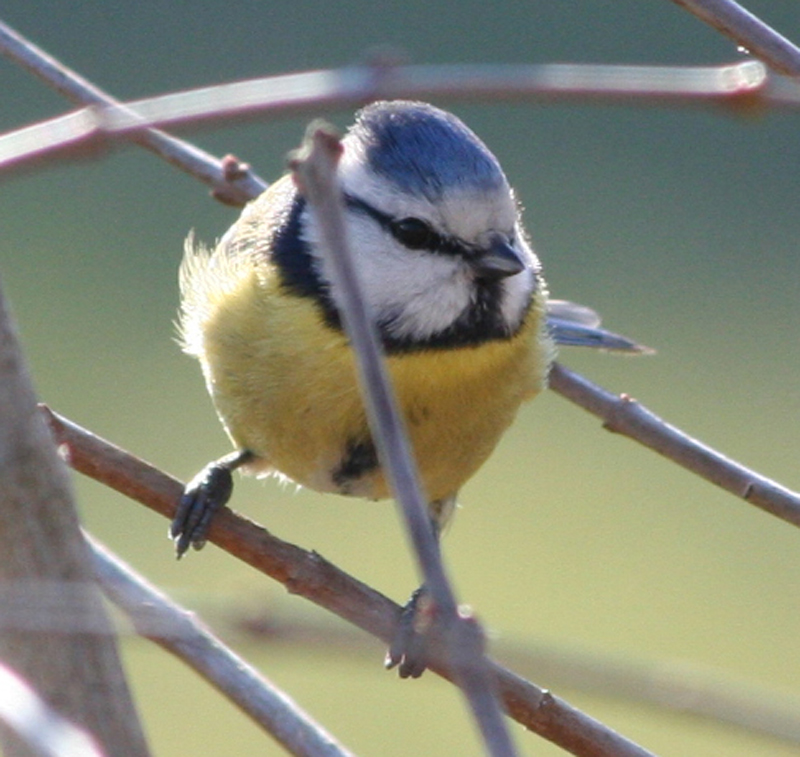 'ne Blau-Meise I