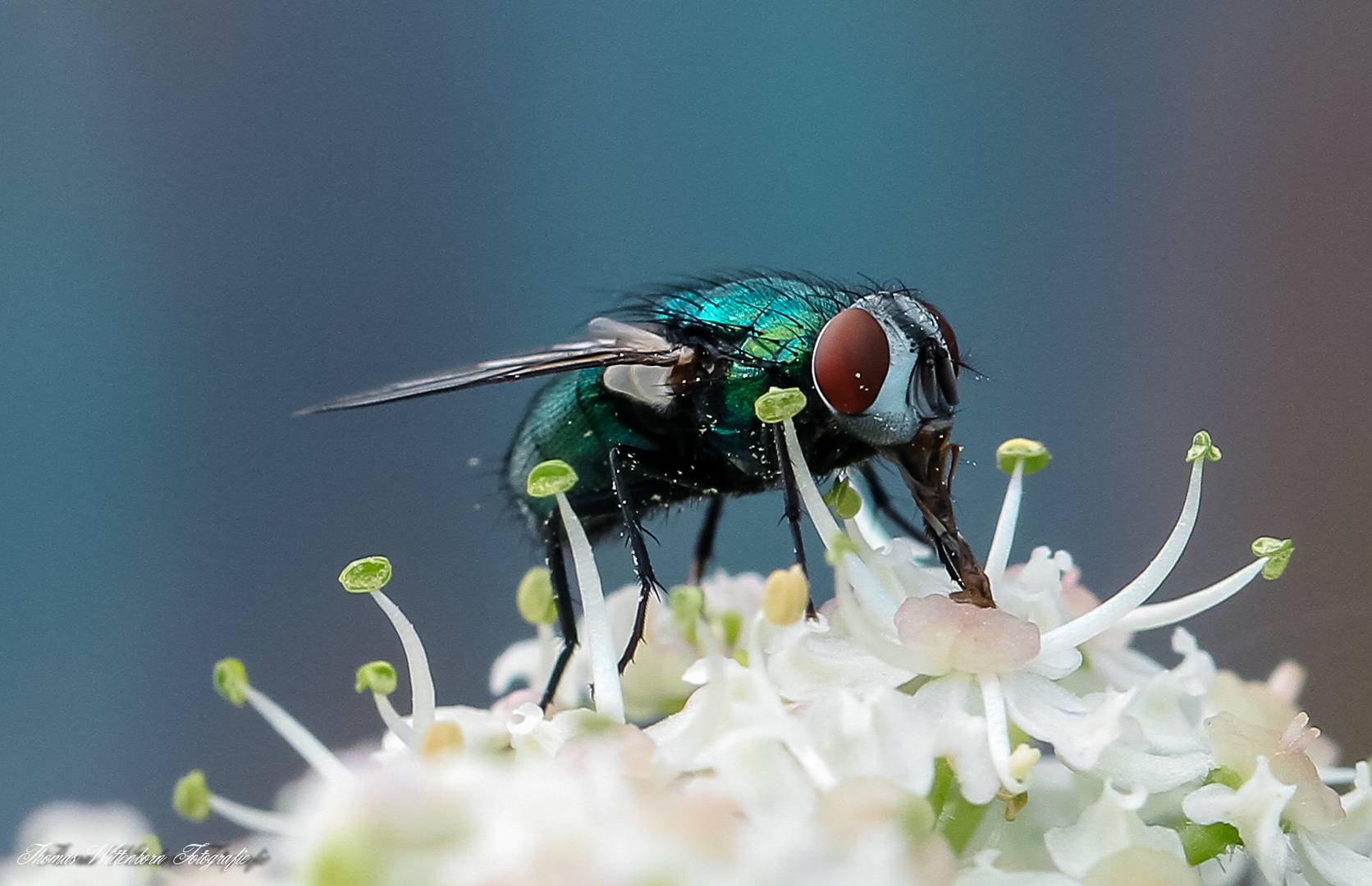 Ne Blaue Fliege