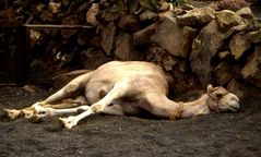 'ne camel im schatten...