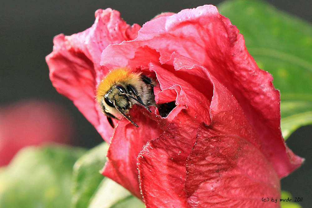 Ne dicke Hummel in ner Blüte!