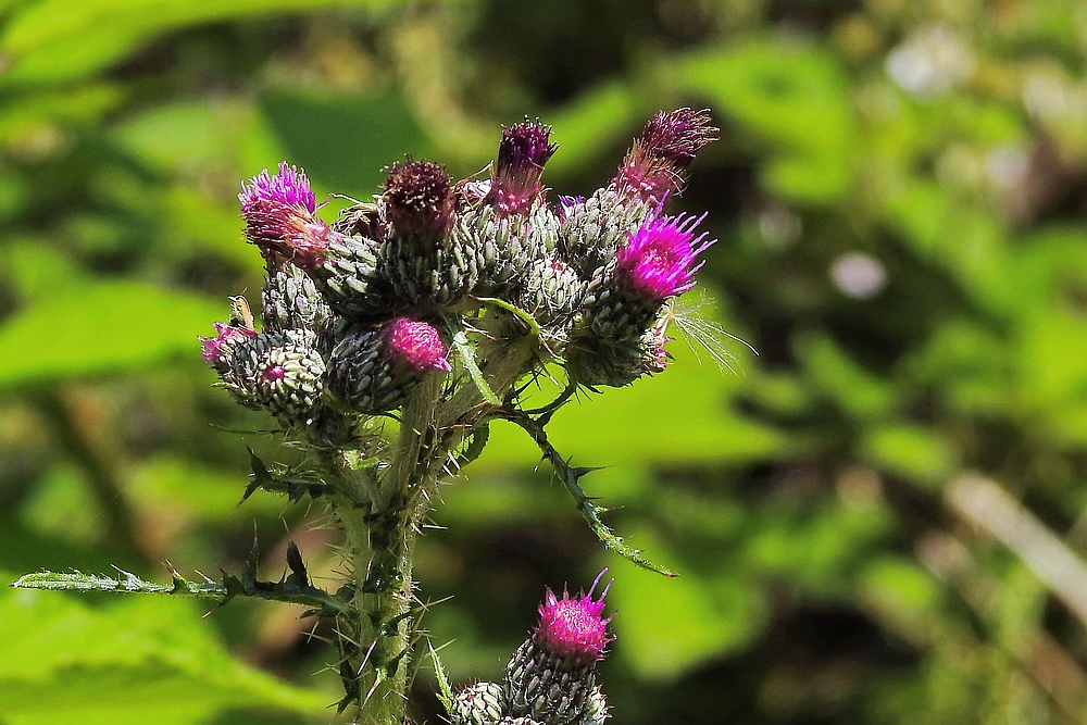 Ne Distel