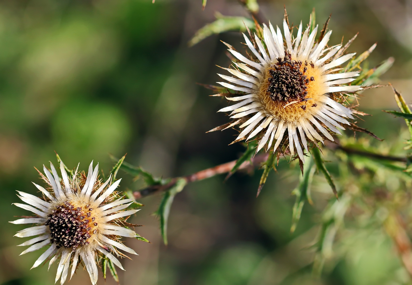 Ne Distel,aber welche ?