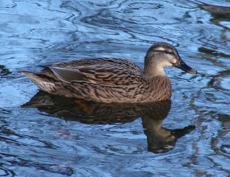 Ne einsame Ente auf dem Teich