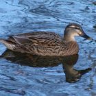 Ne einsame Ente auf dem Teich