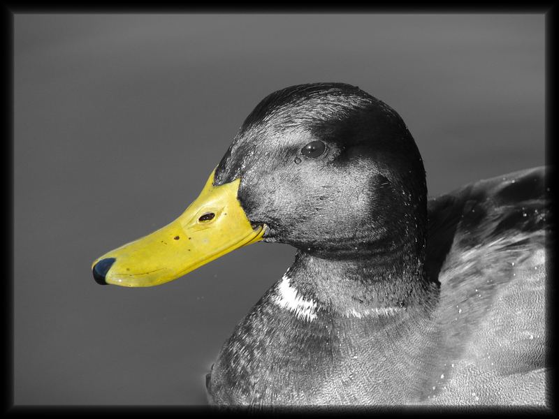 ne Ente... schwarz-weiß mit gelben Schnabel