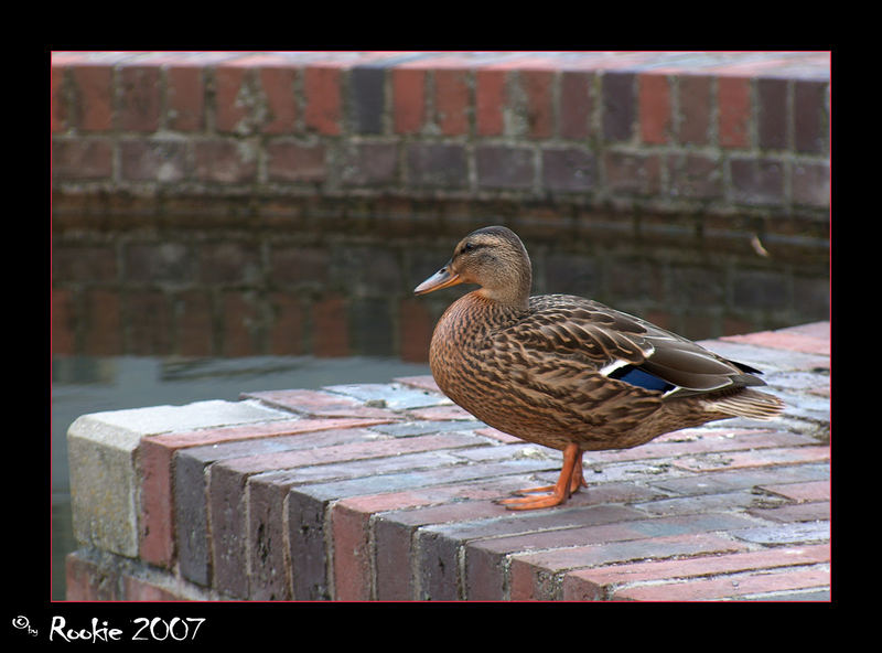 ...ne Ente...hach wie süüss