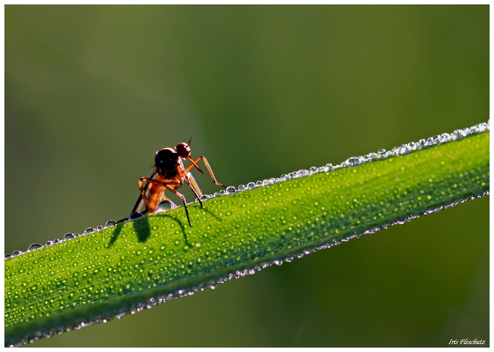 Ne Fliege am Morgen