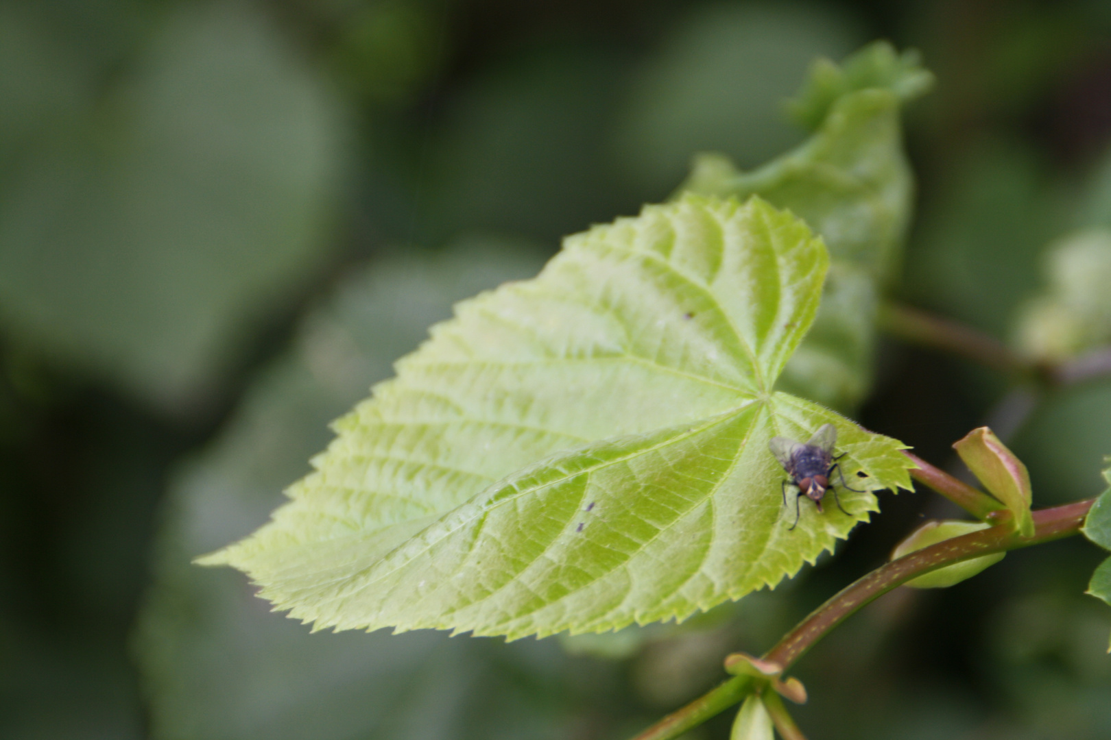 Ne Fliege auf ein Blatt