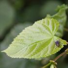 Ne Fliege auf ein Blatt