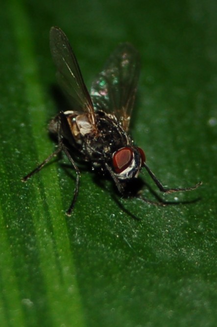 ne fliege auf einem blatt