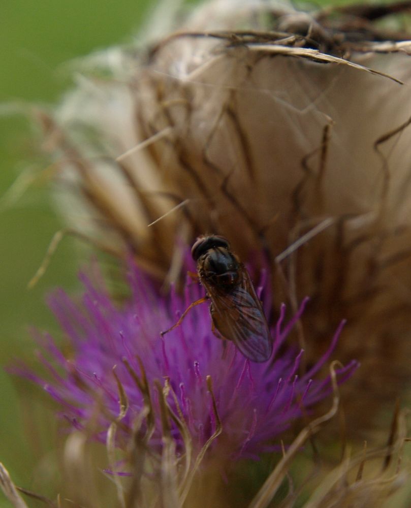 Ne Fliege besucht ne Distel