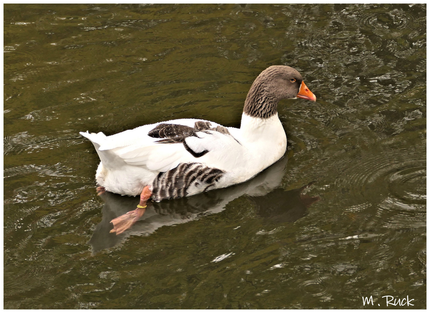 Ne Gans durfte natürlich nicht fehlen !