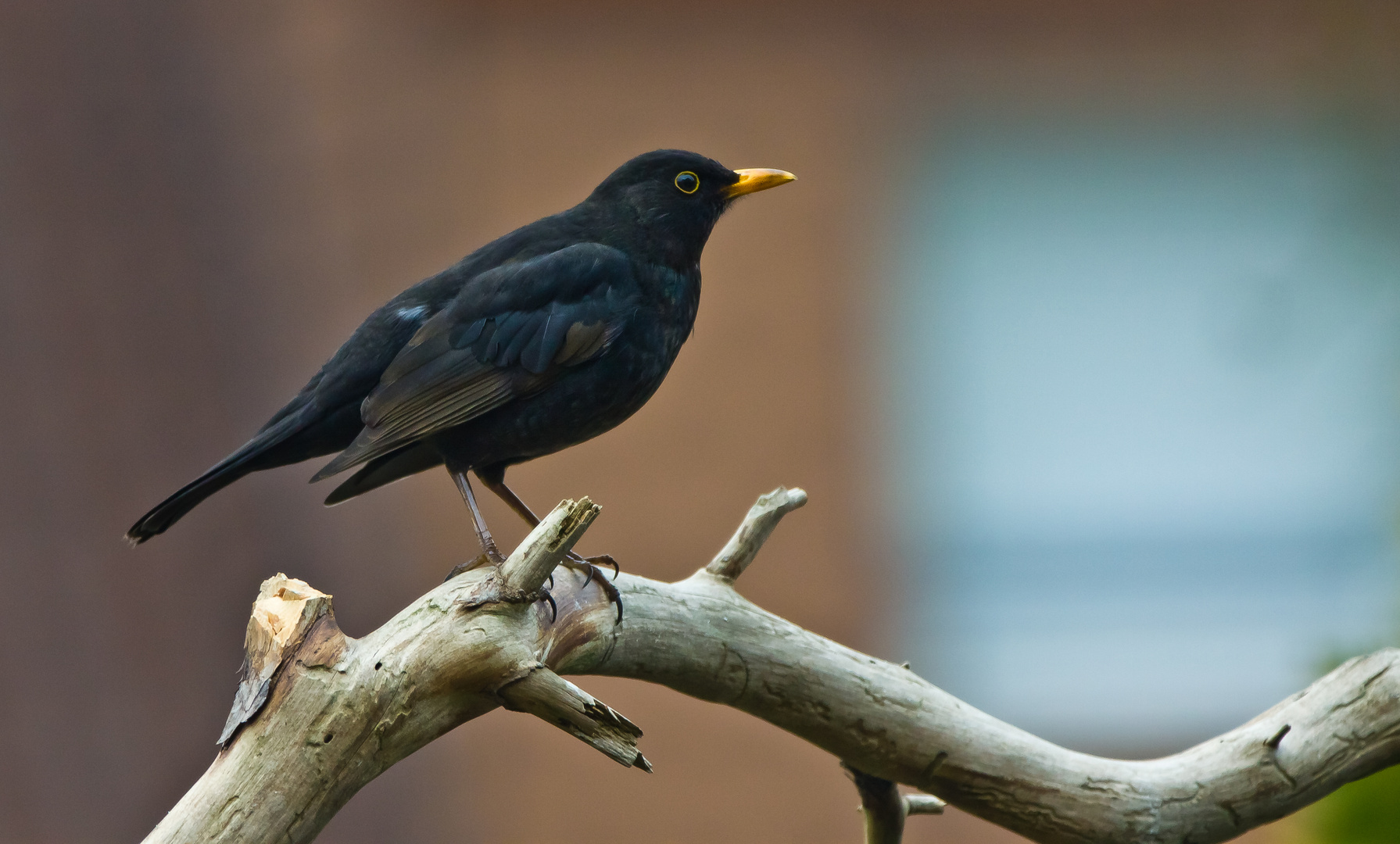 Ne ganz gewöhnliche Amsel....