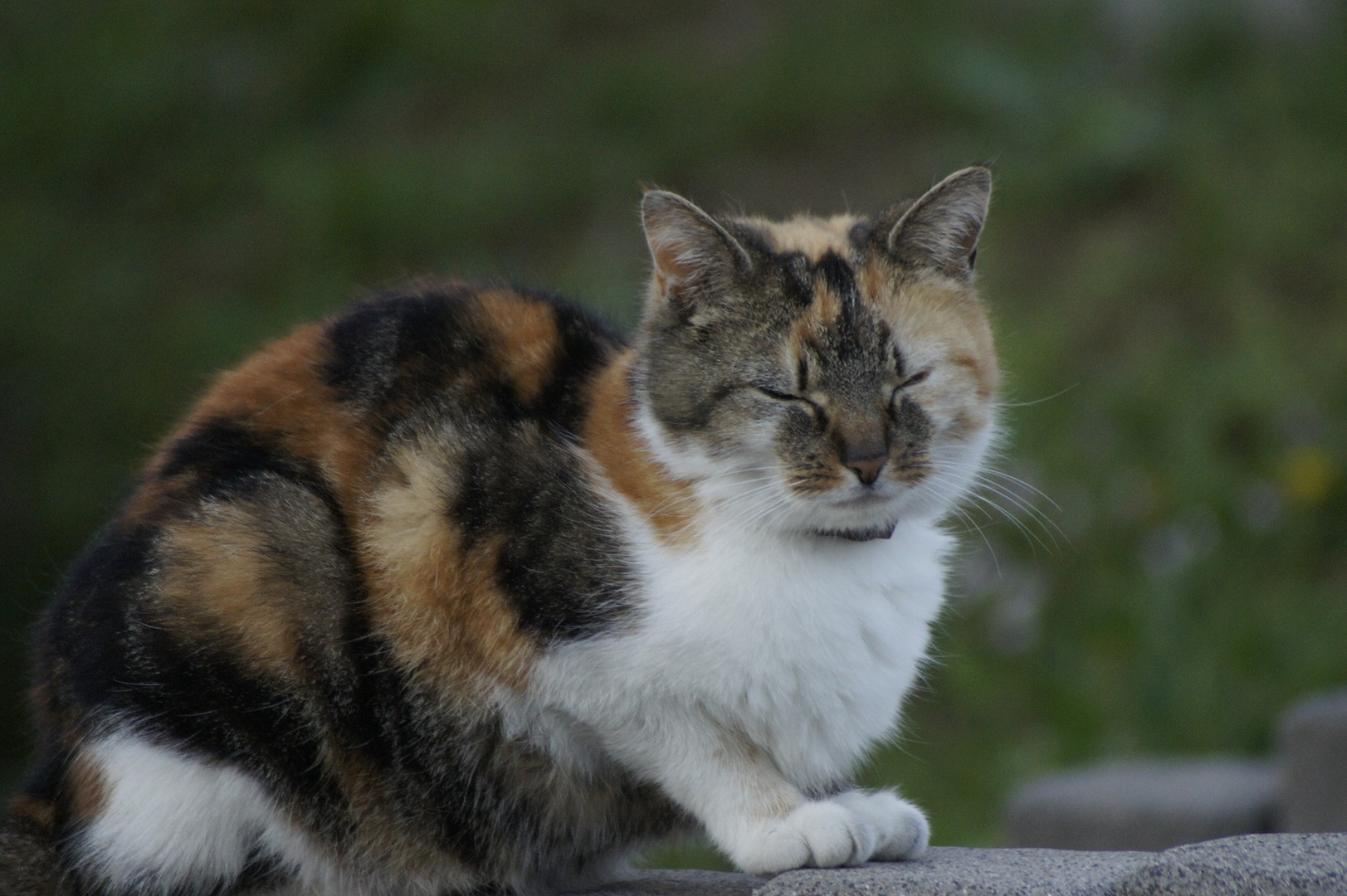 Ne Glücks Katze 