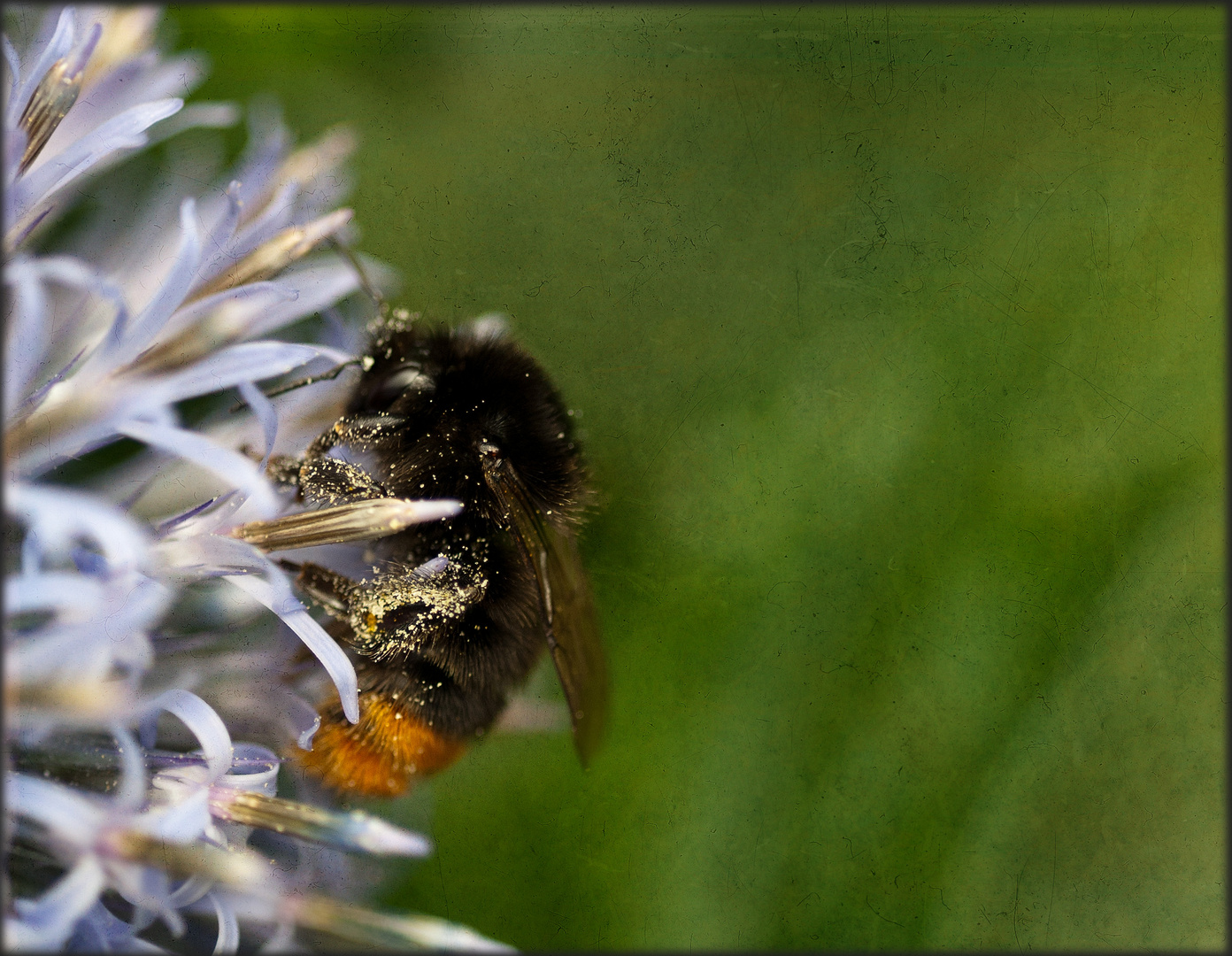 Ne Hummel an der Distel