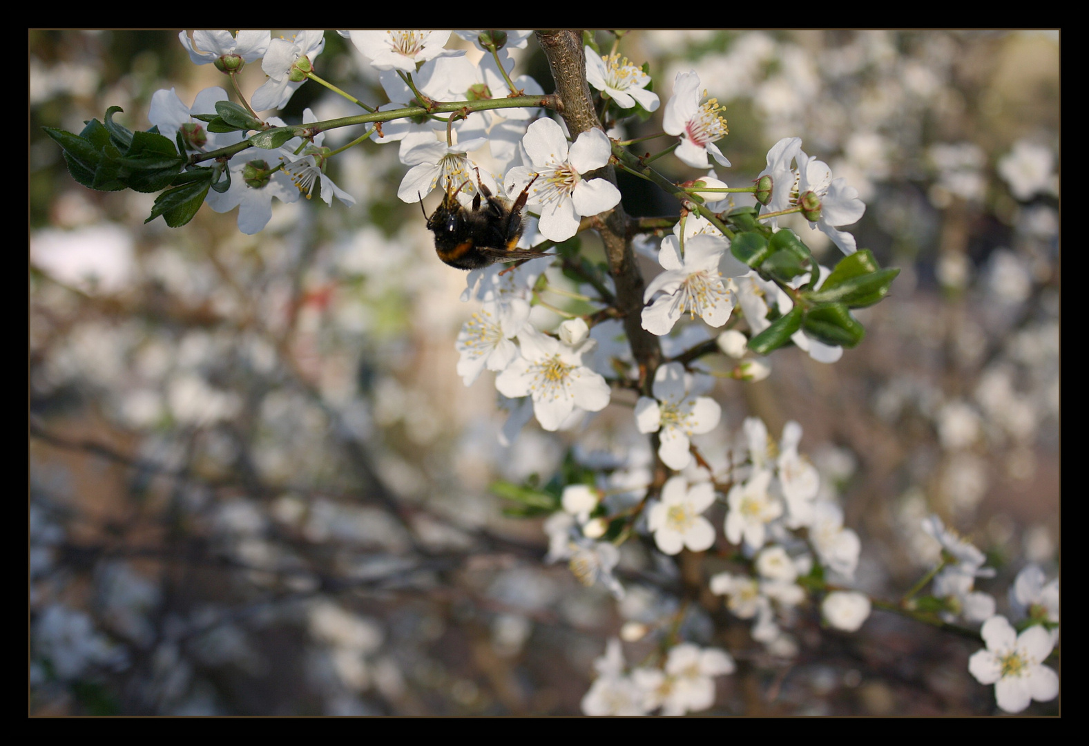 ne Hummel