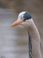 ne ich bin kein Fisch