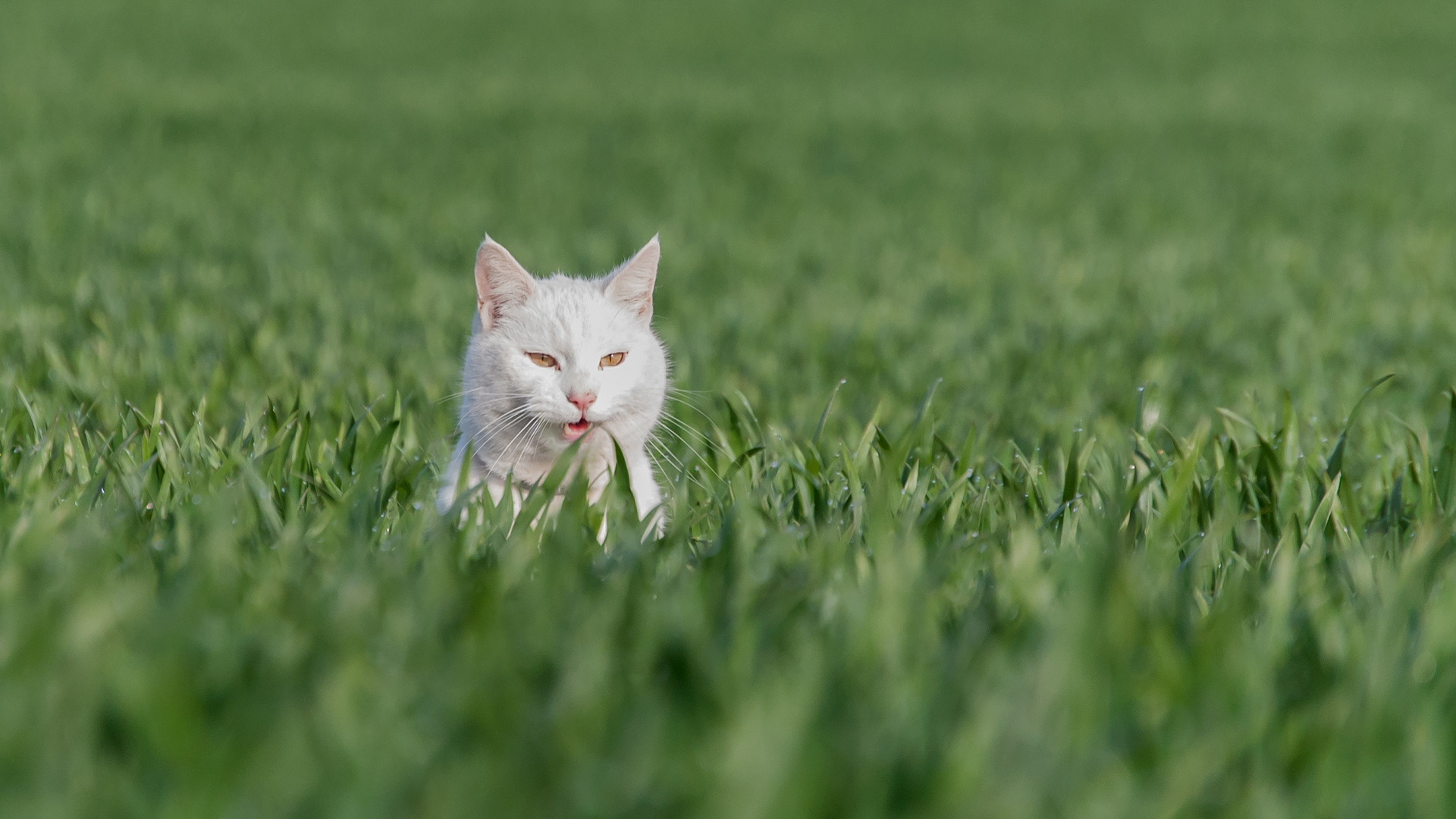 Ne Katz' im Kornfeld