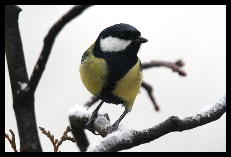 Ne kleene Jeck im Schnee