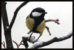 Ne kleene Jeck im Schnee