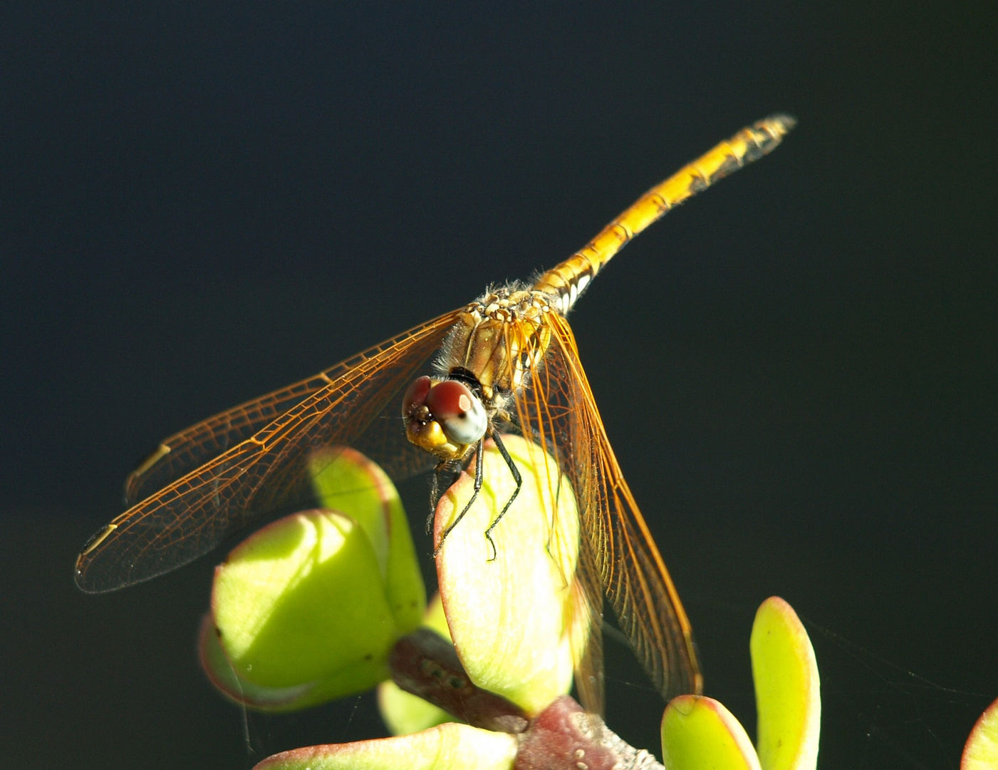 ne kleine Libelle