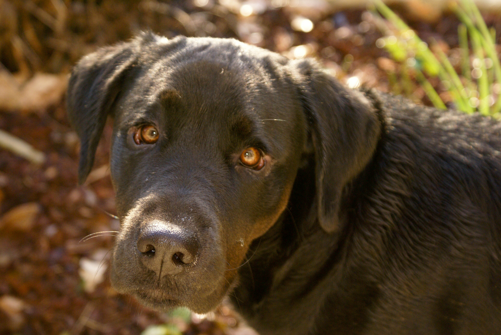 Ne laissez pas votre chien en laisse si vous voulez qu’il vous soit attaché (Albert Willemetz)