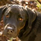 Ne laissez pas votre chien en laisse si vous voulez qu’il vous soit attaché (Albert Willemetz)