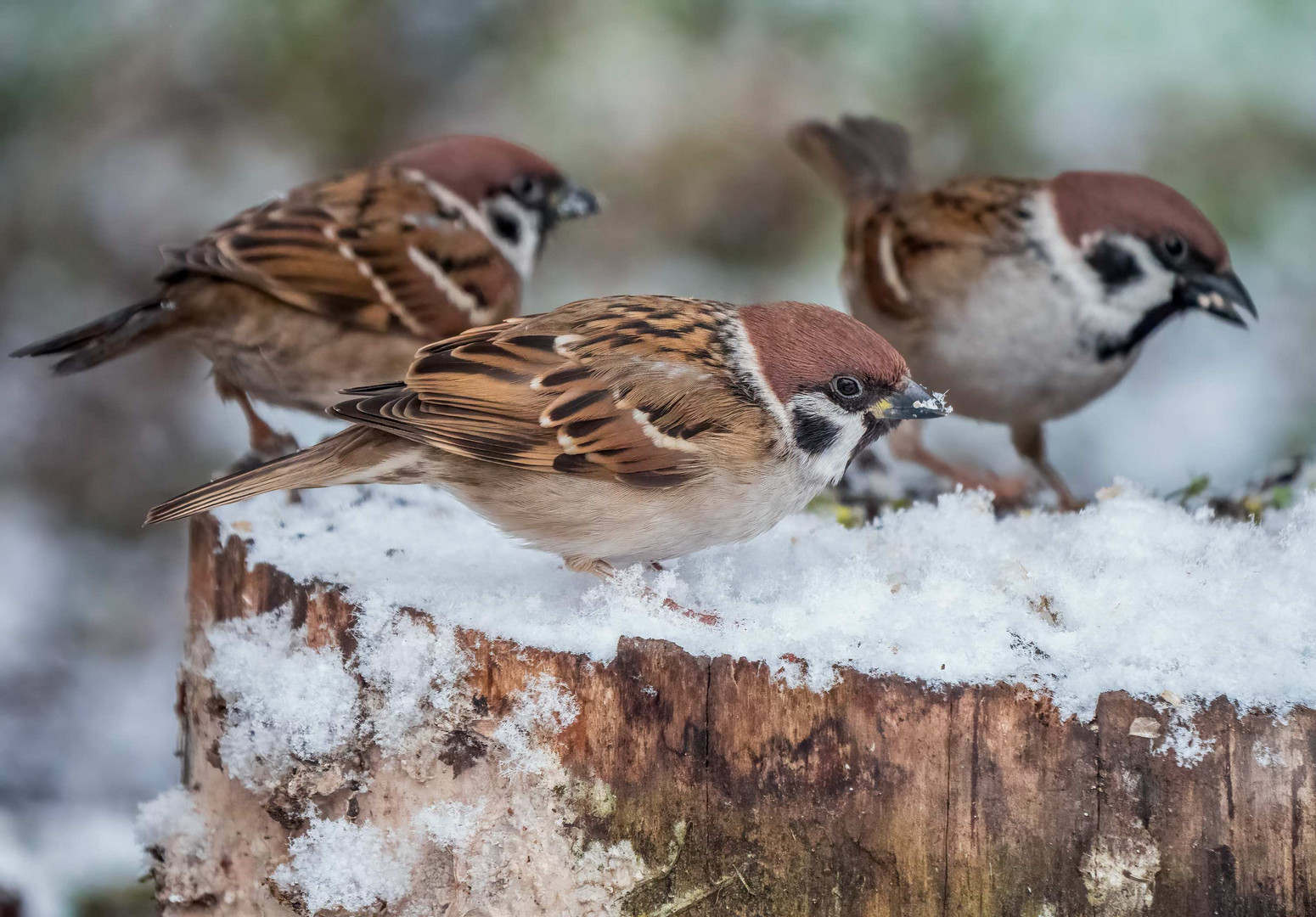 "Ne Leute, das bisschen Schnee reicht nicht für einen Antrag in den Süden"