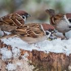 "Ne Leute, das bisschen Schnee reicht nicht für einen Antrag in den Süden"