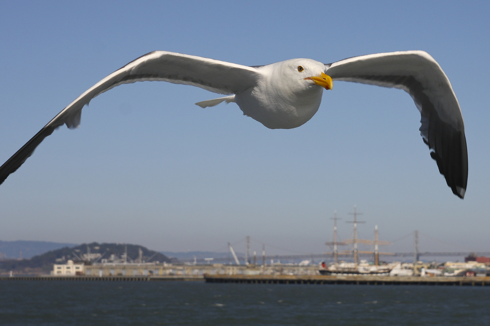 ne Möwe eben, über San Francisco