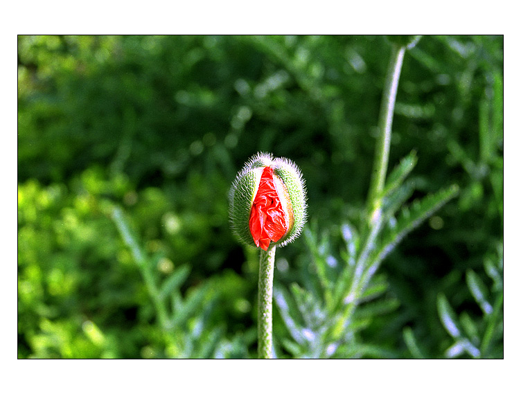 ne mohnblume mit zeichnung ;-)