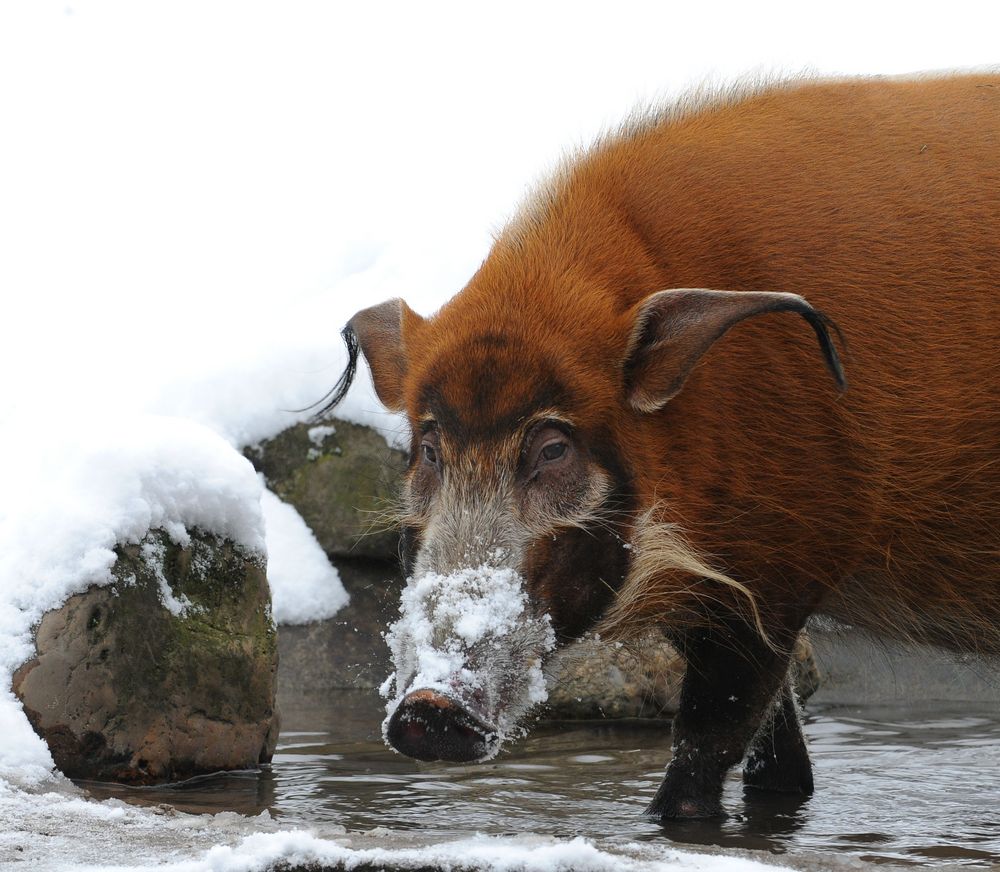 ne Nase Schnee