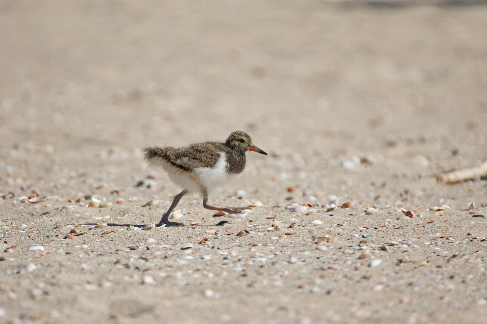 Ne ne, kein Strandläufer - ein Austernfischer Küken am Strand