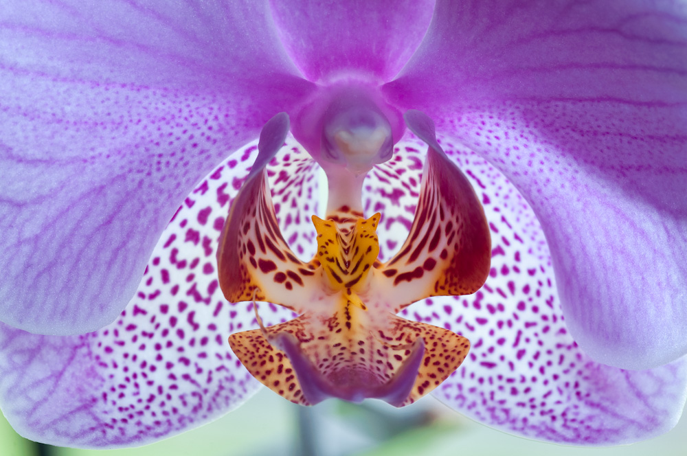 ´ne Orchidee