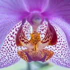 ´ne Orchidee