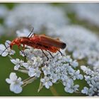 Ne pas nous déranger, nous composons le bouquet de la mariée !