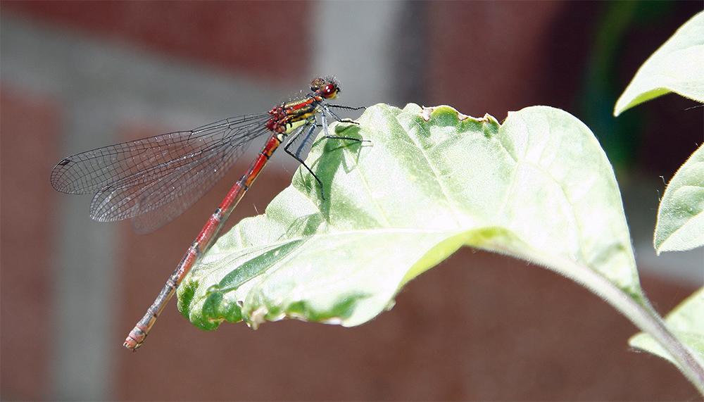 ne Poser Libelle?