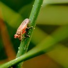 ne prends pas la  mouche