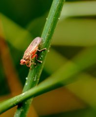 ne prends pas la  mouche