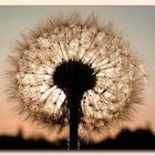 ne Pusteblume