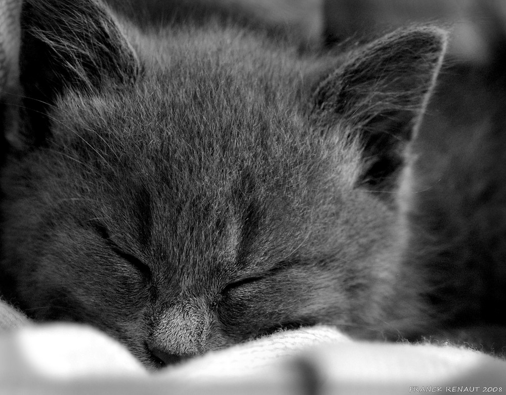 Ne Reveillez Pas Le Chat Qui Dort Photo Et Image Animaux Animaux Domestiques Chats Images Fotocommunity Ne Reveillez Pas Le Chat Qui Dort Photo Et Image Animaux Animaux Domestiques Chats Images Fotocommunity