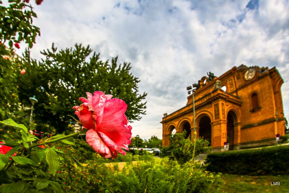 'ne Rose für den Anhalter