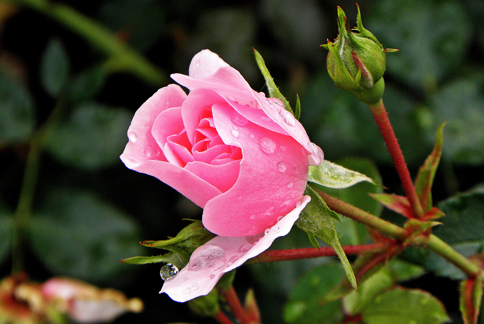 ...ne Rose für die Liebste...