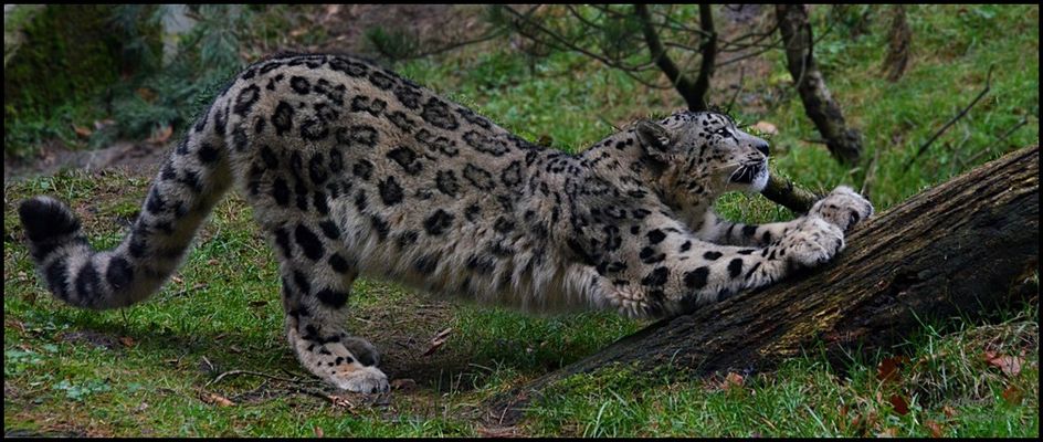 Ne Runde Krallen schärfen !!!!