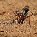 ne Sandwespe,Ammophila sp.