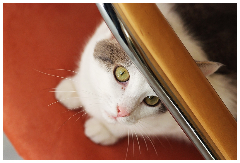 ___ne scharfe mieze, nen dicken kater und viele mäuse_