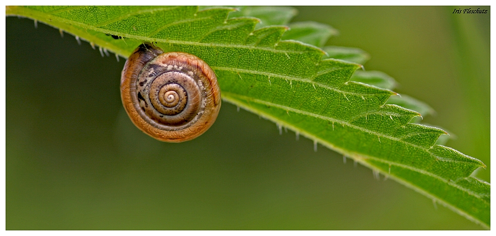 Ne Schnecke