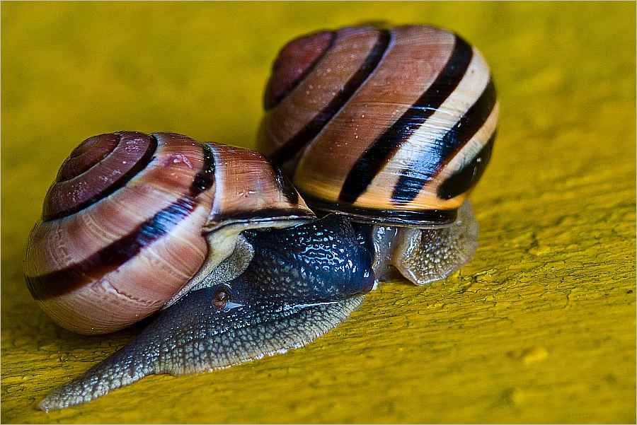 'ne Schnecke angraben